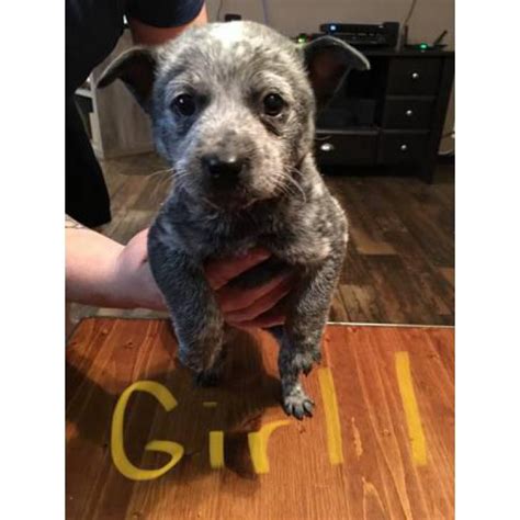 They are non shedding and allergy friendly ,very playful and loving.these breds often look like a small the pups are very friendly and very social. Blue Heeler puppies ready to go in Lafayette, Louisiana - Puppies for Sale Near Me