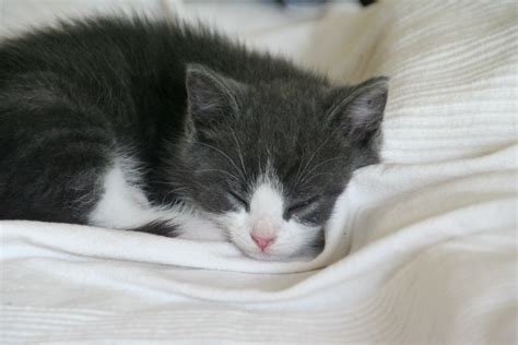 Free Photo Sleeping Kitten Animal Cat Feline Free Download Jooinn