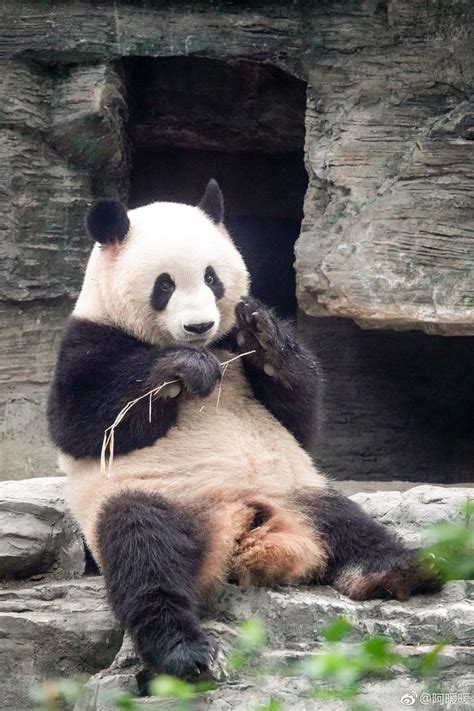 Giant Panda Meng Lan At Beijing Zoo