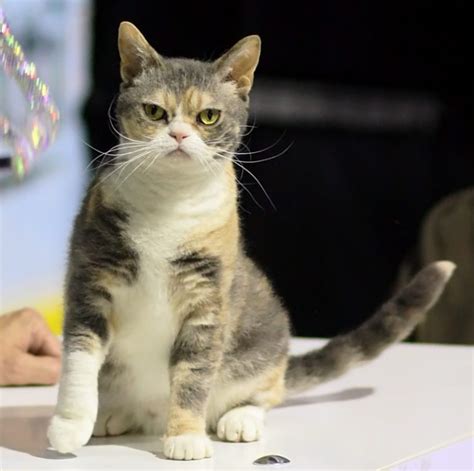 American Wirehair Cat Breed Information And Pictures