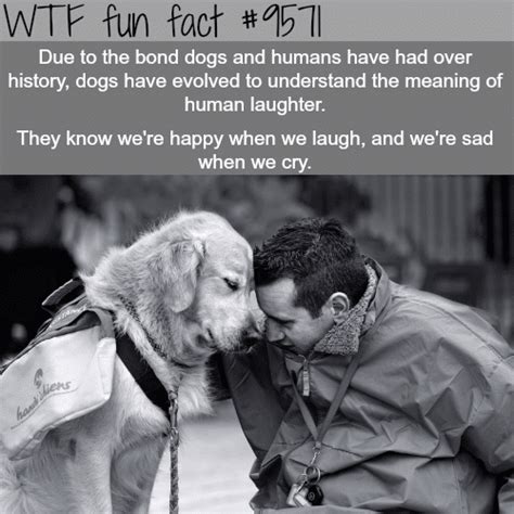 Human And Dog Bond Wtf Fun Fact