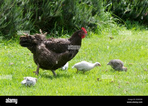 Mother Hen With Chicks On Lawn Stock Photo Alamy