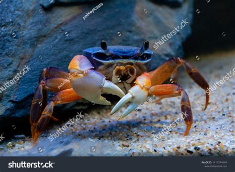 Underwater Closeup Picture Mangrove Rainbow Crab Stock Photo 1417744094