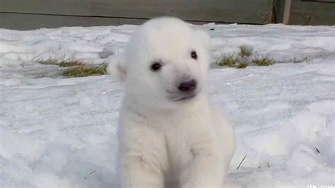 Oso Polar Bebé Imagui
