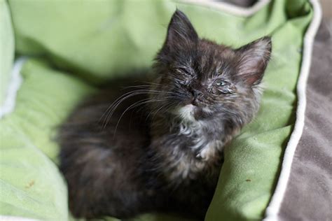 Sick Dog or Cat? Steps For At Home Veterinary Care ...