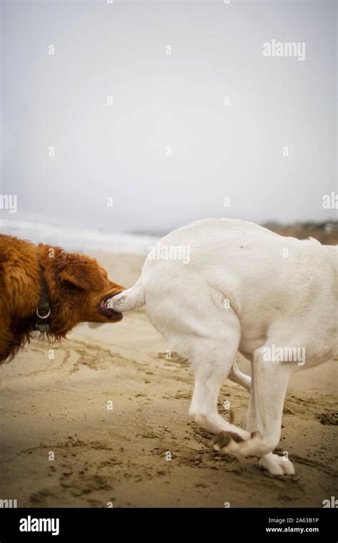 Dog Bites Tail Hi Res Stock Photography And Images Alamy