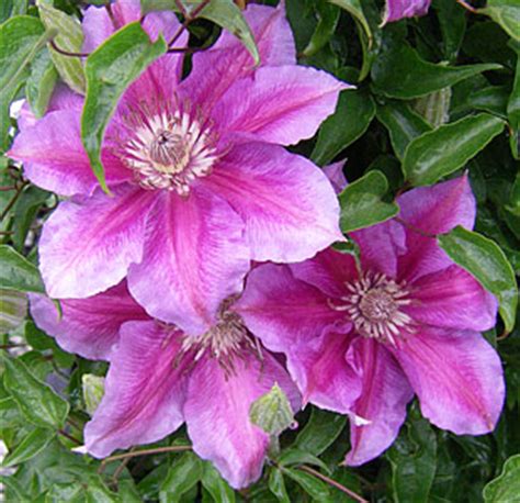 In early spring, watch for swelling leaf buds beginning to show. Suncrest Nurseries, Inc.: Search Our Plant Database