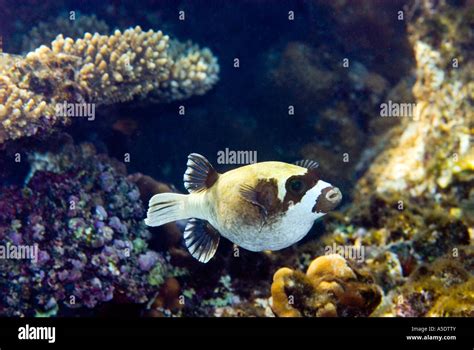 Masked Puffer Pufferfish Arothron Diadematus Red Sea Sharm El Sheikh
