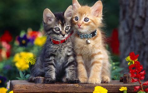 Cute Cat Couple Hd Wallpapers