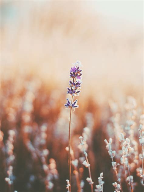 lavender on Tumblr