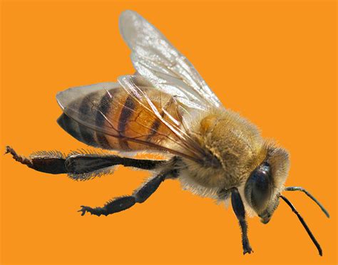 bees diversity evolution conservation — museum of the earth