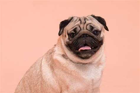 Happy Dog Smile On Peach Or Cream Color Backgroundcute Puppy Pug Breed