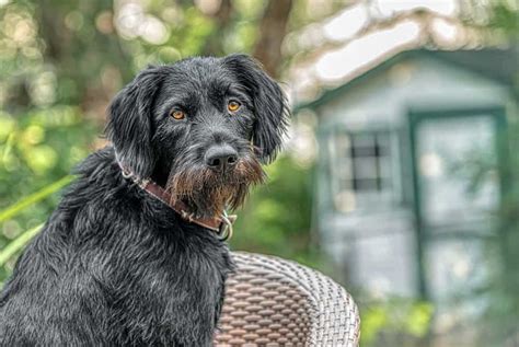 German Wirehaired Pointer Dog Breed Characteristics And Care