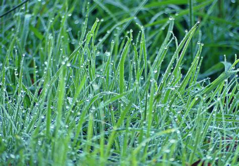 Free Images Nature Field Lawn Meadow Prairie Rain Leaf Flower