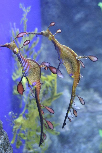839 Best Seahorses And Seadragons Images In 2019 Sea Dragon Sea