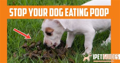 How Do I Stop My Dog From Eating Poop Naturally 7 Easy Ways