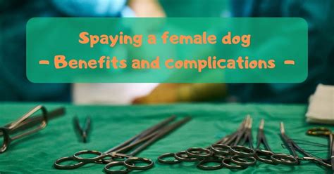 Spaying A Female Dog Benefits And Complications I Love Veterinary