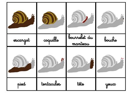 Nomenclature L Escargot