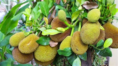 Revealed Secret Behind Durian Fruits Pungent Smell