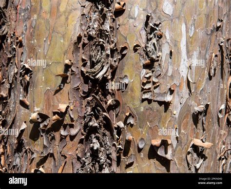 Detalle De La Corteza Del Tronco De Un árbol Textura Stock Photo Alamy