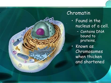 PPT Cell Structure And Function PowerPoint Presentation Free