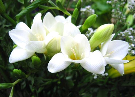 Maybe you would like to learn more about one of these? Freesia