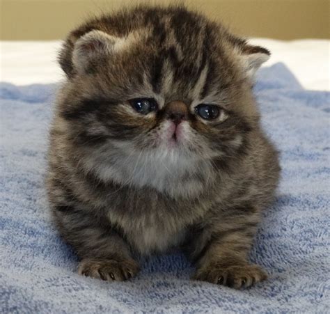 Exotic Shorthair Cats For Sale Fayetteville Ar 313437