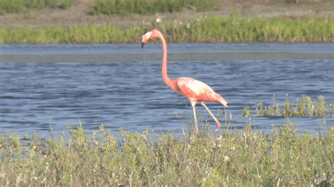Richard Moore Outdoor Report Rare Flamingo Kveo Tv
