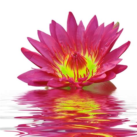 Beautiful Pink Lotus Flower Floating In Water — Stock Photo © Nilaya