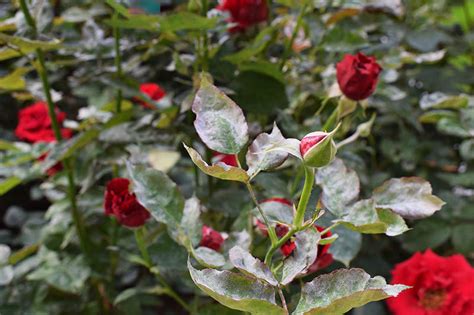 How To Identify And Treat Common Rose Diseases Gardener S Path Gardenerpath