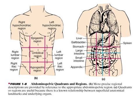 Learn tricks for remembering the four abdominal quadrants and nine abdominal regions for in anatomy and physiology, you'll learn how to divide the abdomen into nine different regions and four left lower quadrant: abdominal organs | Abdominal Organs Quadrants | School ...
