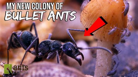 My New Bullet Ant Colony Youtube