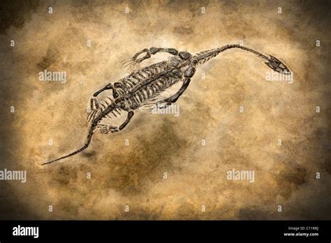 View Of A Dinosaur Fossil Stock Photo Alamy