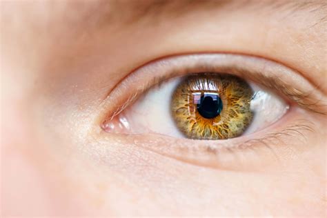 Saiba Tudo Sobre Anatomia Do Olho Humano Preti Eye Institute