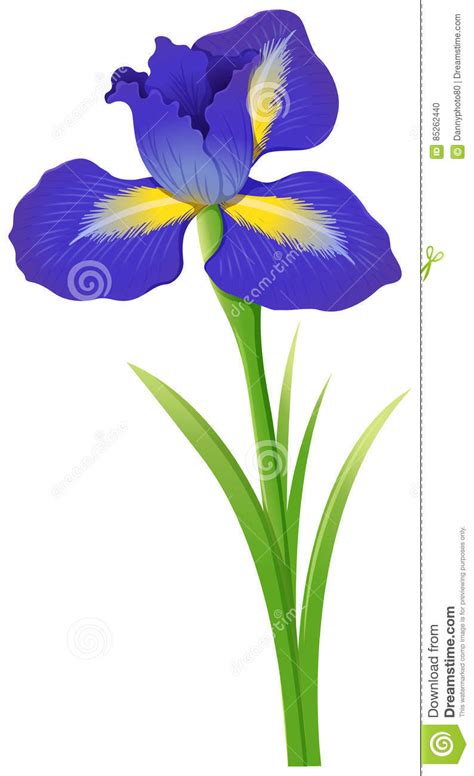 Drawing an iris, one of the loveliest flowers of spring, is easy when you are familiar with its basic anatomy. Blue Iris Flower On White Background Stock Vector - Illustration of picture, object: 85262440