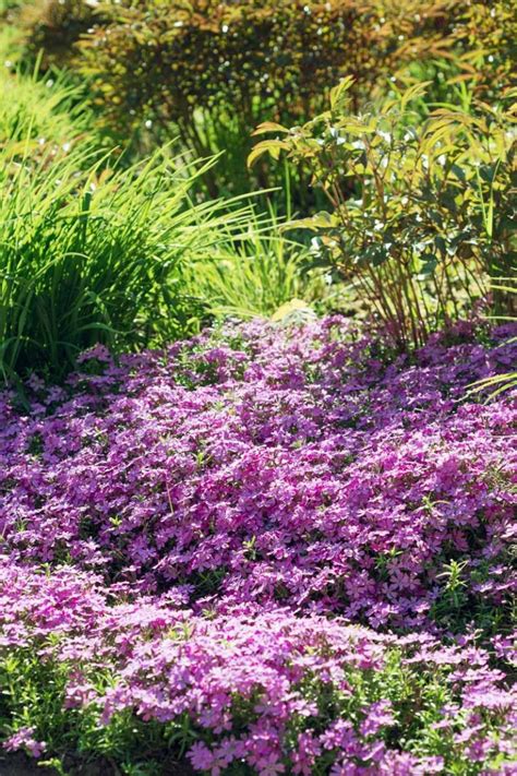 How To Grow And Care For Creeping Phlox Gardener S Path