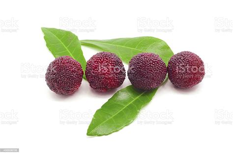 Waxberries Isolated On White Stock Photo Download Image Now Close