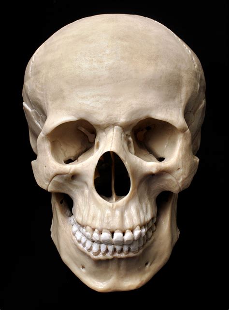 Skull_1_Front | Skull reference, Human skull drawing, Human skull anatomy