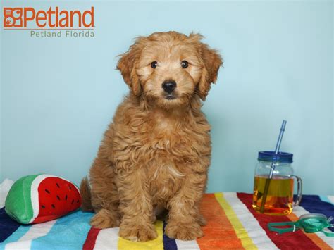 The size of the average retriever or standard poodle. Puppies For Sale | Goldendoodle puppy for sale, Miniature ...