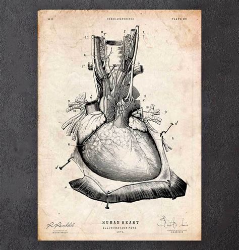 Herz Anatomie Iii Anatomie Kunst Codex Anatomicus®