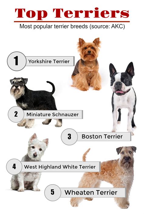 Dinmont Terrier Sealyham Terrier Terrier Dog Breeds Wheaten Terrier