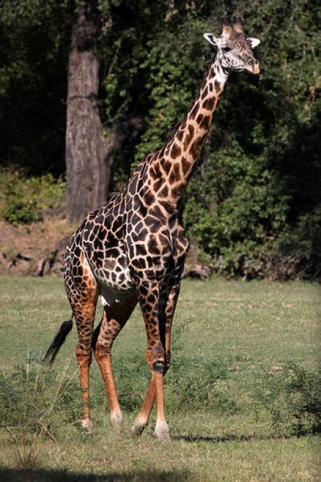 Thornicroft Giraffe Made In Zambia Embassy Of The Republic Of