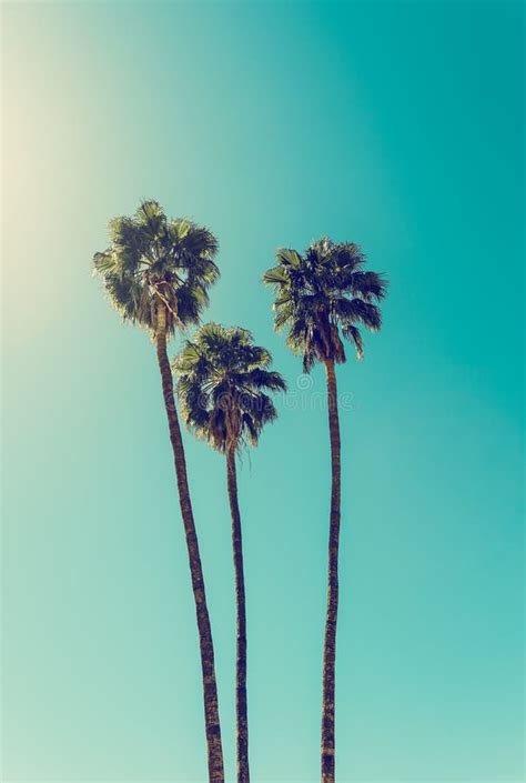 Palm Trees In Palm Springs Stock Image Image Of Spring 156736193