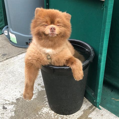 Psbattle Dog In A Bucket Photoshopbattles