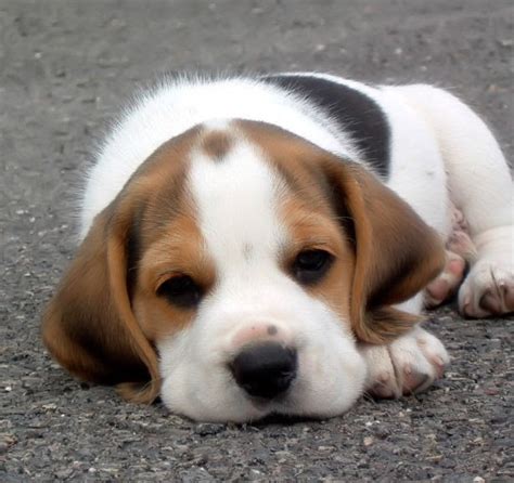 Seputar Anjing Cute Beagle Puppy Picture
