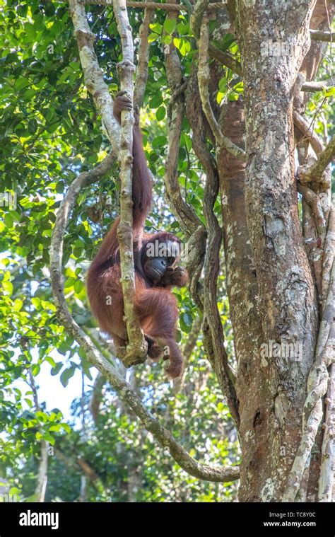 Orangutan Pongo Pygmaeus Hanging On A Rope In Semengoh