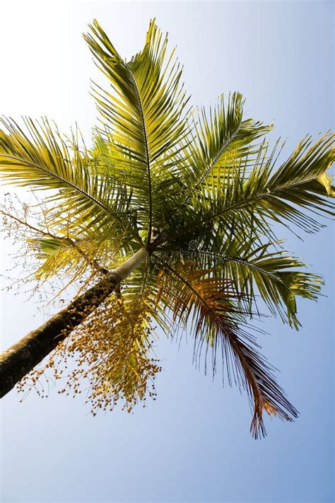 Bottom View On A Beautiful Palm Tree Against The Sky Stock Image