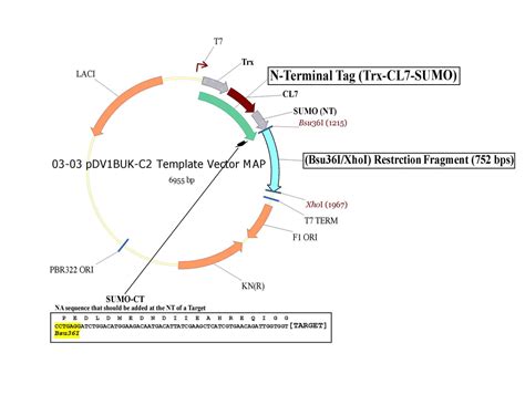 Plasmid 3 Cl7 Tagged Vectors Trialtus Bioscience