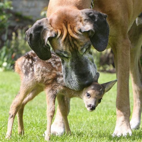 Interspecies Love The 30 Most Unlikely Adorable Animal Pairs The