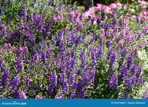 Beautiful Purple Flower Gardens Stock Photo Image Of Pink Nature